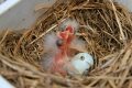 Canary chicks
