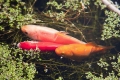 Do goldfish 'sunbathe' ?