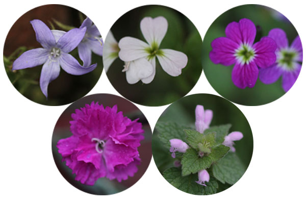 Early flowers