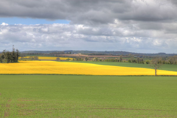 Fields in Roscat
