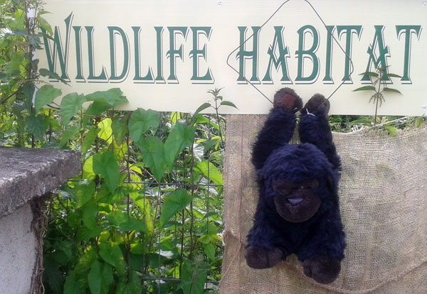 Gorilla takes up residence