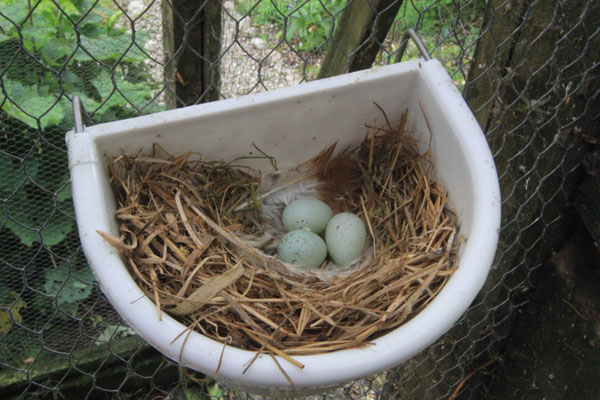 Canary eggs