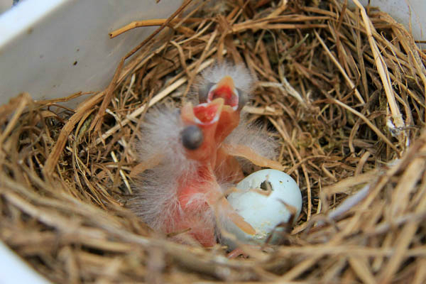 Canary chicks