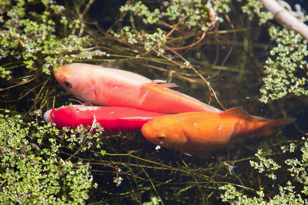 Do goldfish 'sunbathe' ?