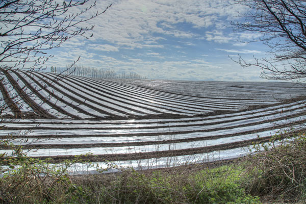 Maize under plastic. Amazing !