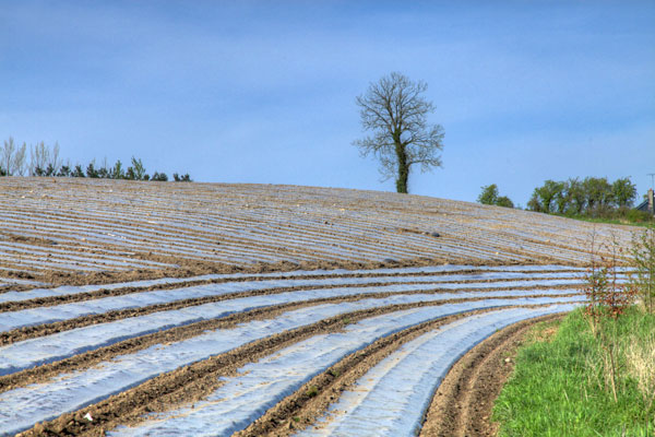 Maize under plastic.
