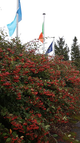 Christmas Berries