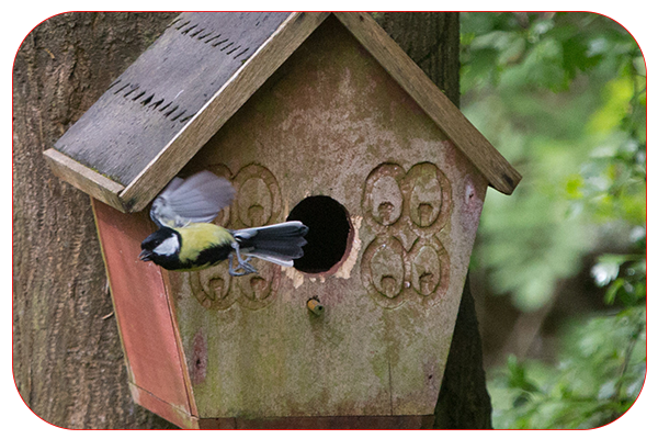 Great tit leaves the nest