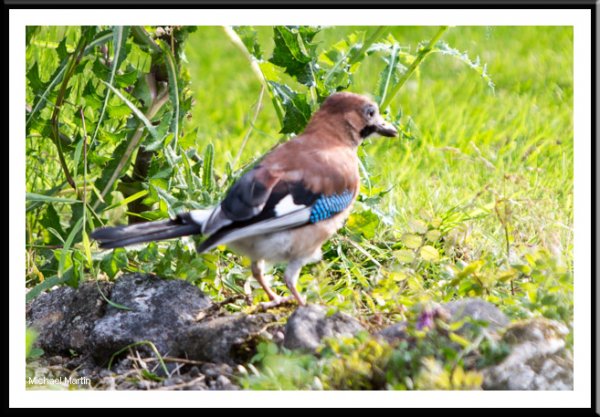 Jay