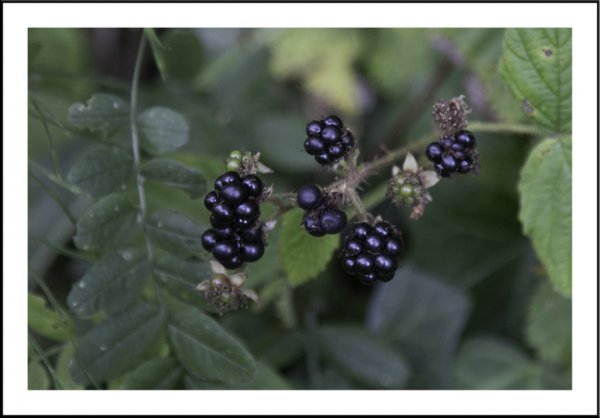 First of the blackberries