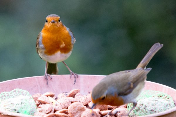 Robins not solitary