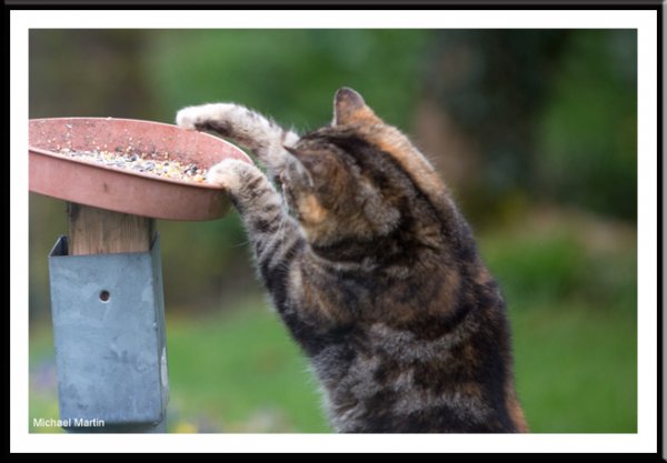 Drat the cat.