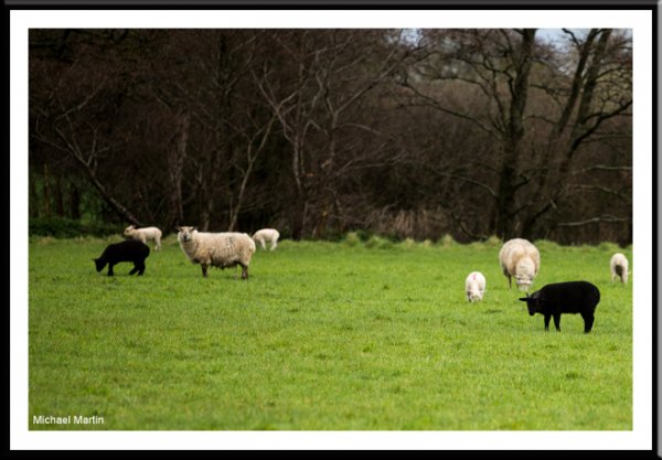 Black sheep in the family?