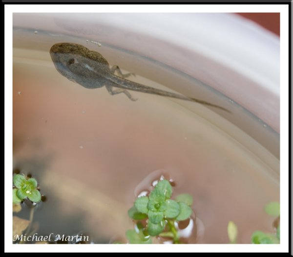 Tadpole