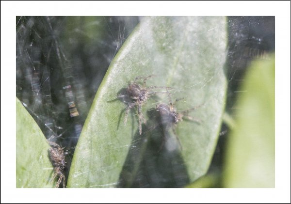 Baby spiders