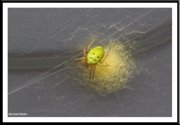 Cucumber spider