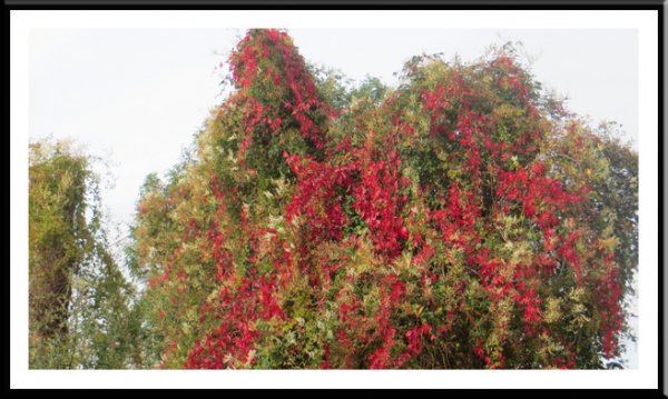 Autumn Delight