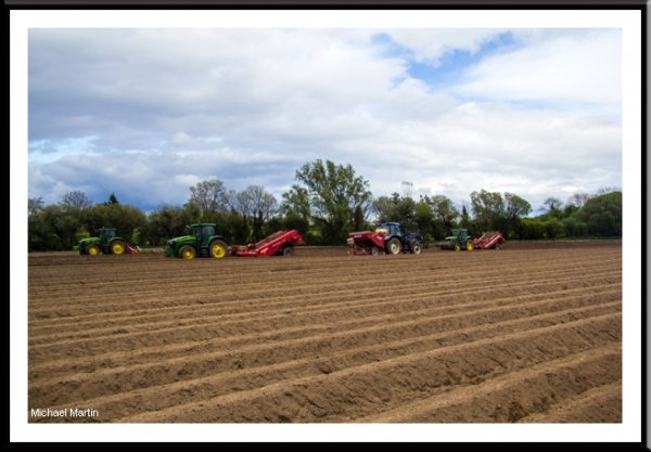 Potato planting