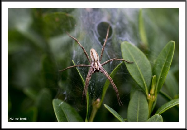 Mother spider.