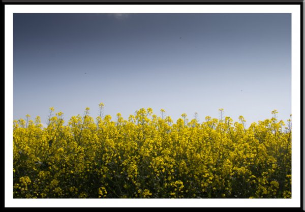 Canola-rape oilseed