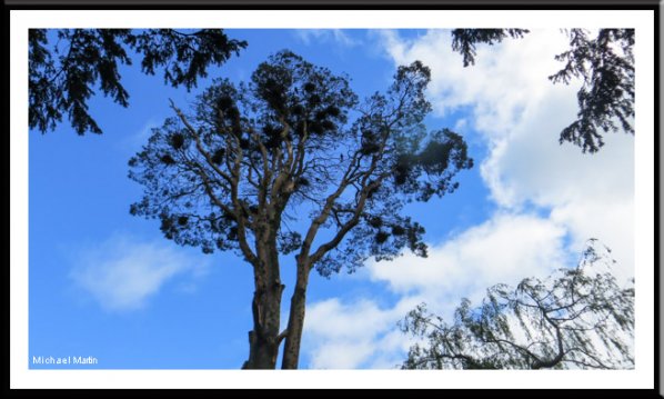 Crows' nests. Altamont