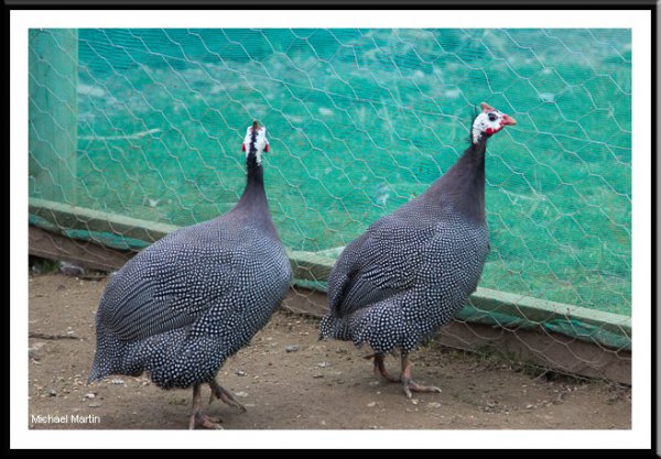 Guinea fowl