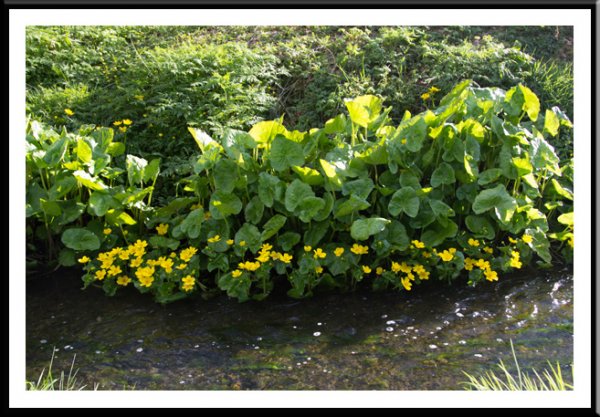 Barrack Stream 14/4/14