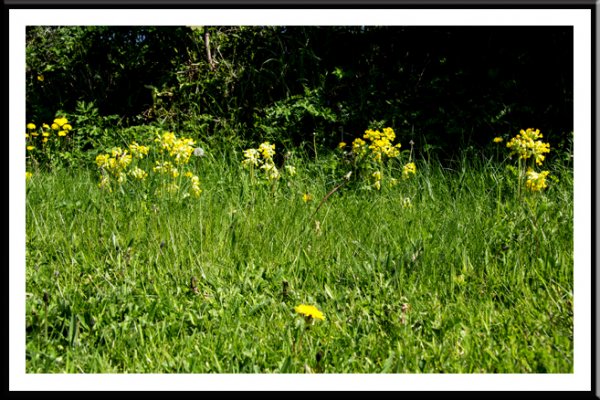 Cowslips