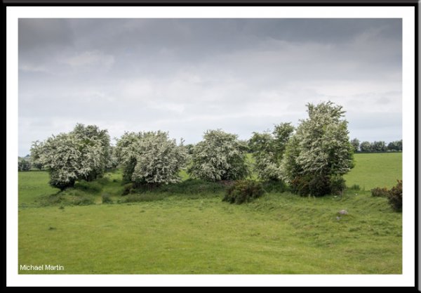 Hawthorn
