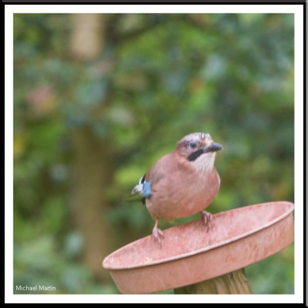 The Jay