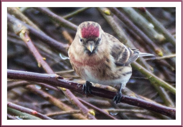 Lesser Redpoll
