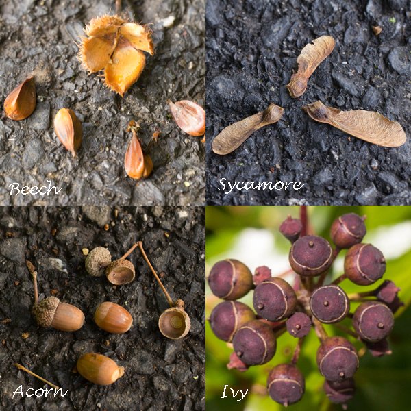 Seeds