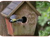 Great tit leaves the nest