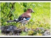 Jay