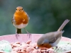 Robins not solitary