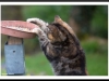 Drat the cat.