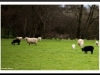 Black sheep in the family?