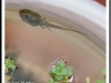Tadpole