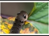 Elephant hawk moth larva