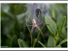 Mother spider.