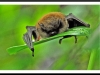 Whisker Bat