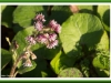 Winter Heliotrope
