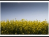 Canola-rape oilseed