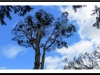 Crows' nests. Altamont