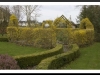 Forsythia Hedge