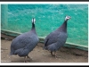 Guinea fowl