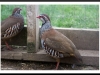 Partridge