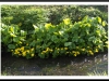 Barrack Stream 14/4/14