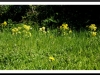 Cowslips