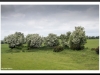Hawthorn